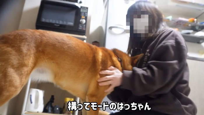 飼い主と戯れる犬