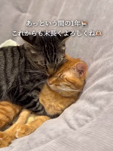 くっついて目を閉じる2匹の猫