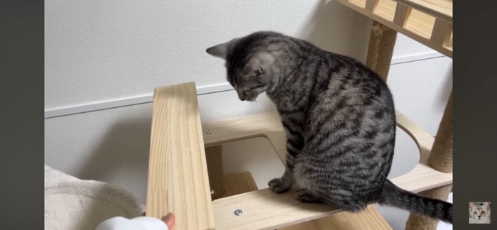 恐らく犯猫