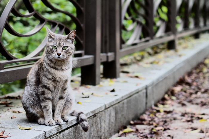 橋に座った猫