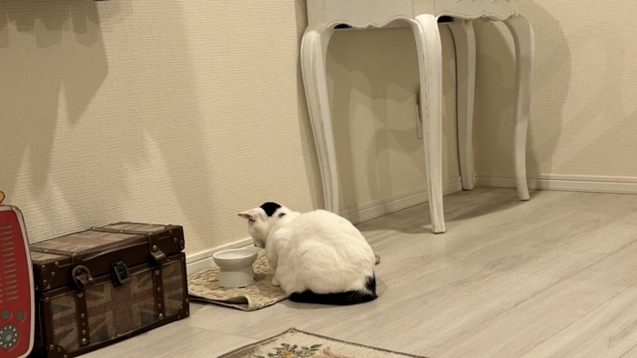 フードボウルの前に座り込む猫