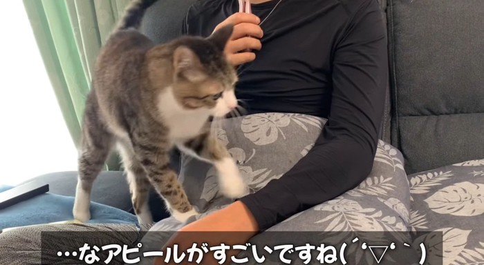 膝の上の猫