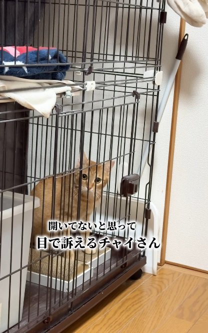 ケージの中の猫2