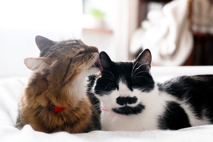 毛づくろいをする猫