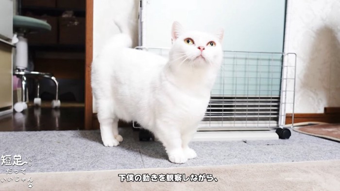 上を見る猫