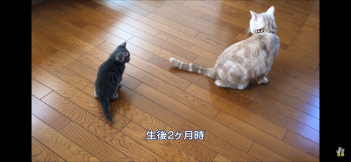 ココちゃんと比べる