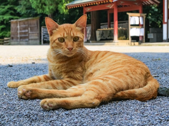 神社の猫