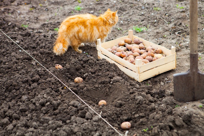 畑にいる猫とじゃがいも