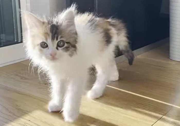 カメラ目線で立っている子猫
