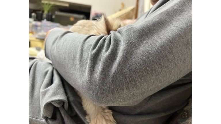 抱かれている猫