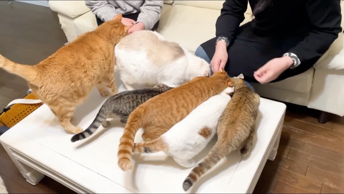 女性が持っているスプーンの中の液体おやつを食べる猫たち