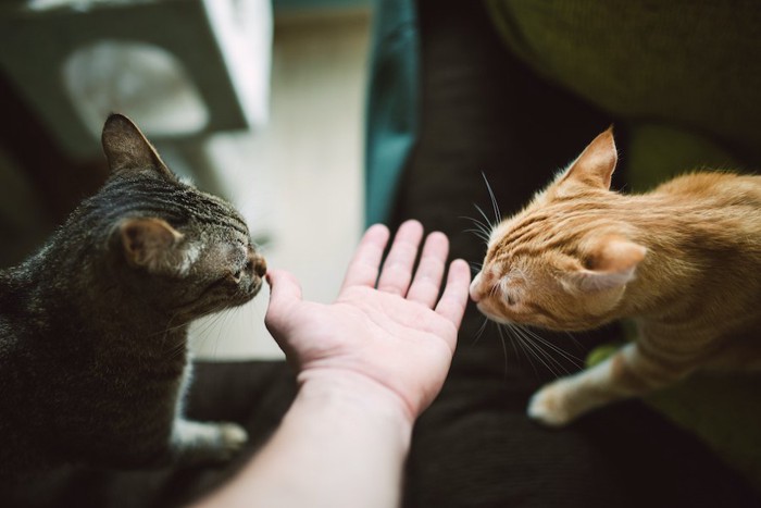 人の手のにおいを嗅ぐ猫たち