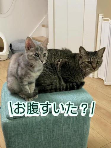 前を見る子猫