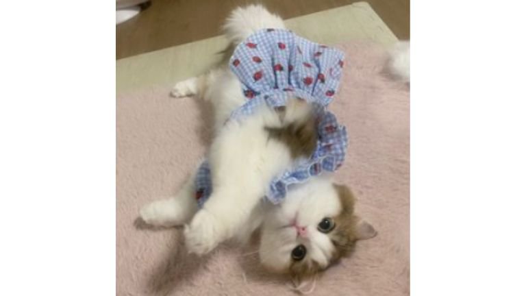 室内にいる猫
