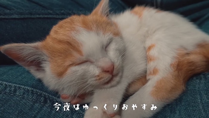 寝ている子猫