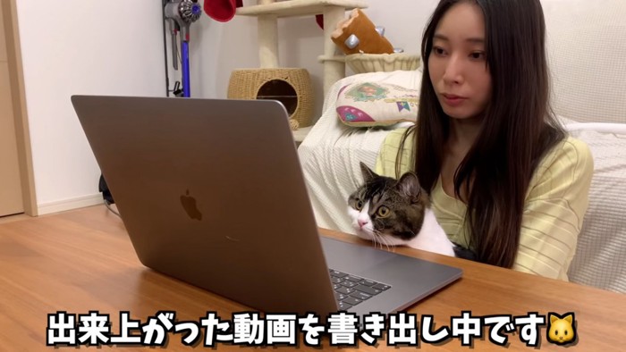 人の膝の上に座る猫