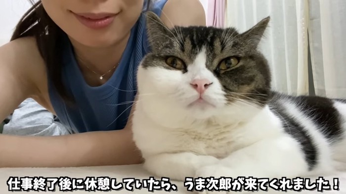 人の横で寝そべる猫