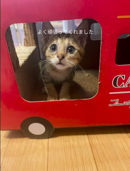 車型爪とぎに乗る子猫