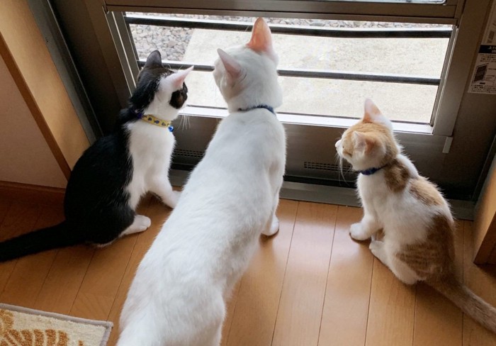 レオとソラとこてつ