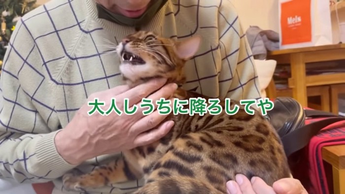 上を見て鳴く猫