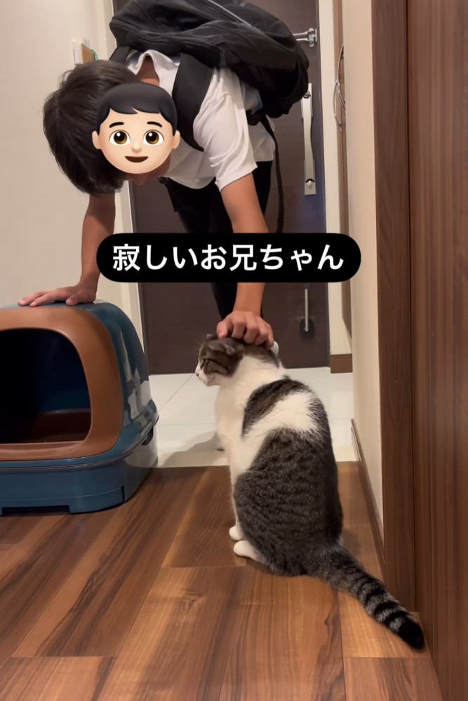 なでられる猫