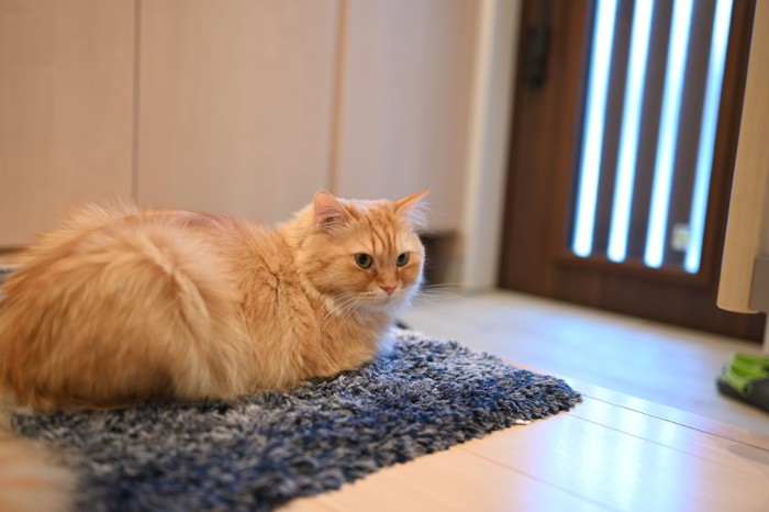 玄関マットの上でたたずむ猫