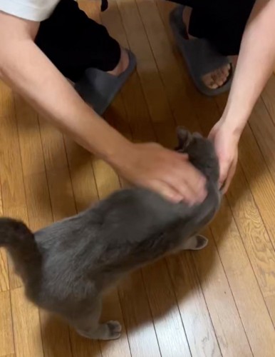 撫でられる猫