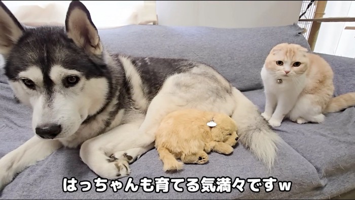 子犬のぬいぐるみのそばに横たわるハスキー犬と、そばに座る猫