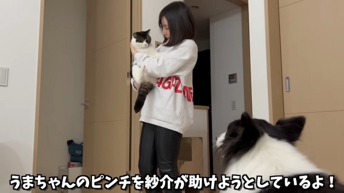 抱っこされる猫を見る犬