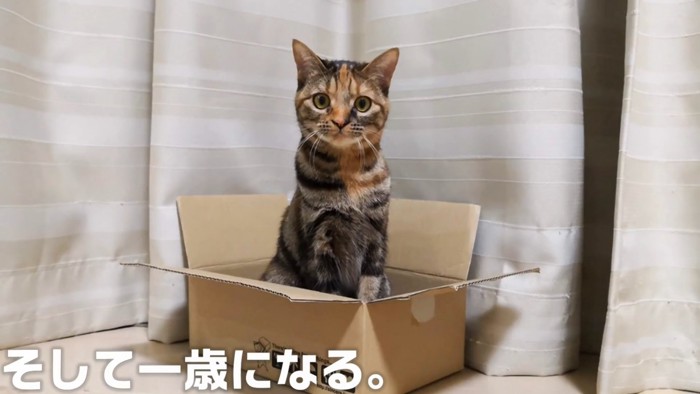 箱の中に座る猫