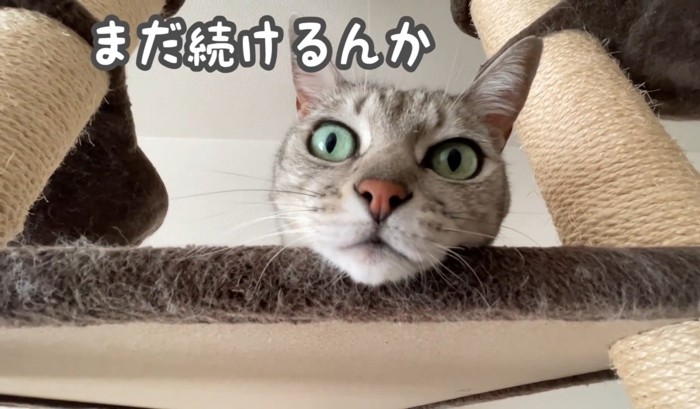 キャットタワーの上で見下ろす猫