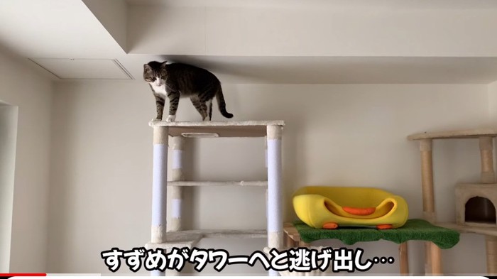 タワーの上の猫