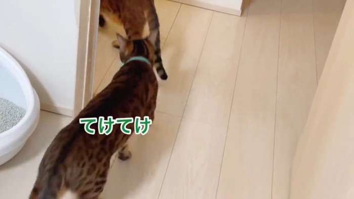 緑色の首輪をする猫の後姿