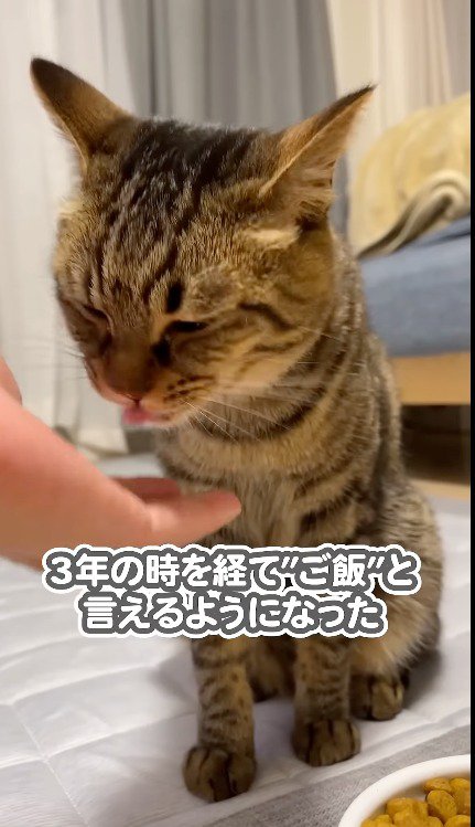 飼い主の手のひらに乗ったキャットフードを食べる猫