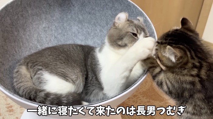 子猫と戯れるもすけパパ