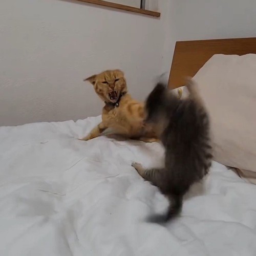 猫パンチする成猫