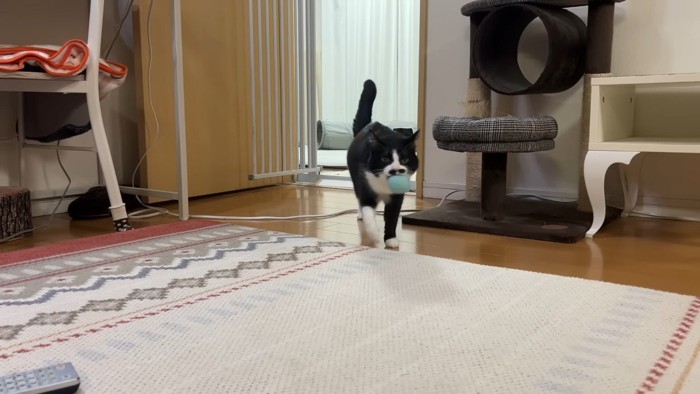 ボールを咥えた姿