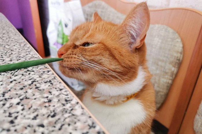 ネギのニオイを嗅ぐ猫