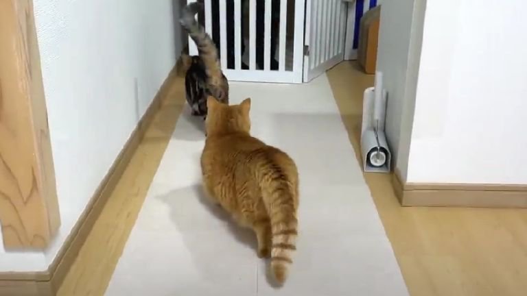 室内にいる猫たち