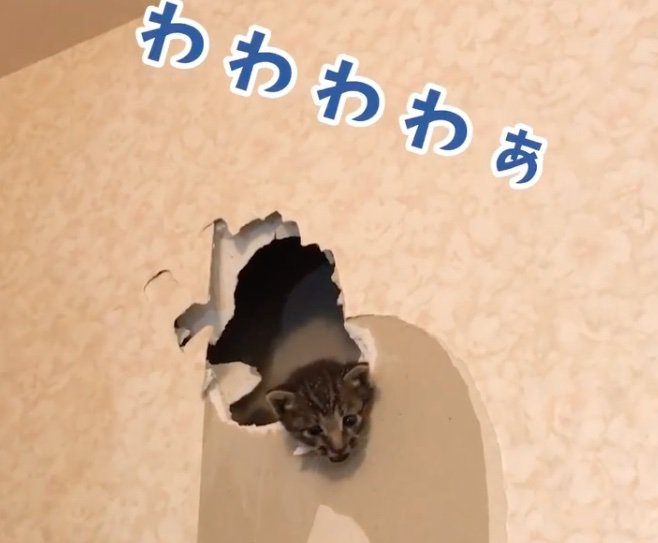 鳴き声を出す子猫