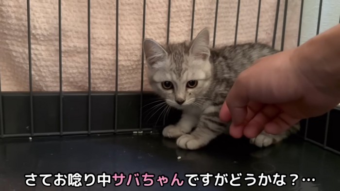 ケージの隅にいる子猫