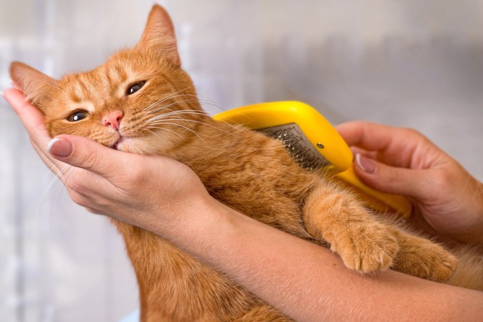 猫にブラッシングをする女性の手