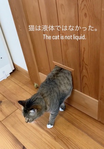 ドアに引っかかる猫