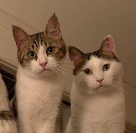 カメラを見つめる2頭の猫