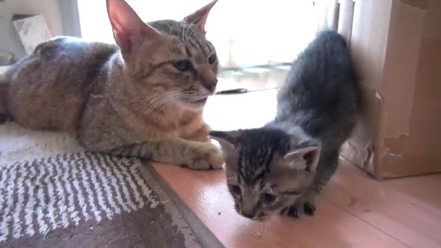 段ボールの穴から出てくる子猫とそれを見ている猫