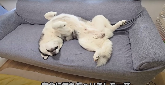 倒れる犬