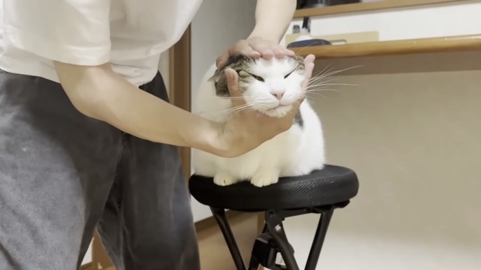 こねられる猫の写真6