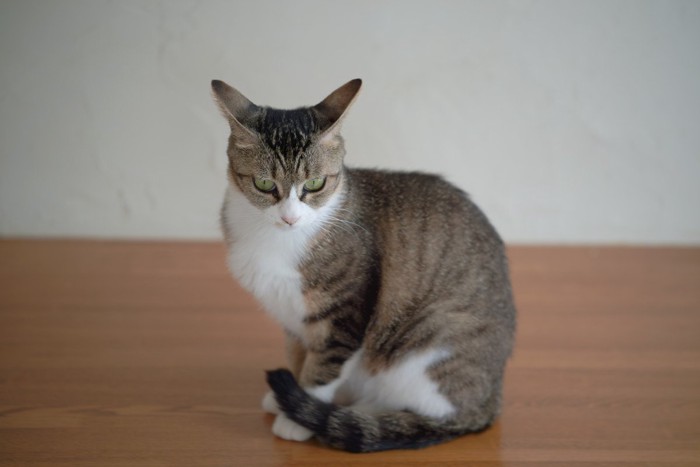 怒った顔の猫