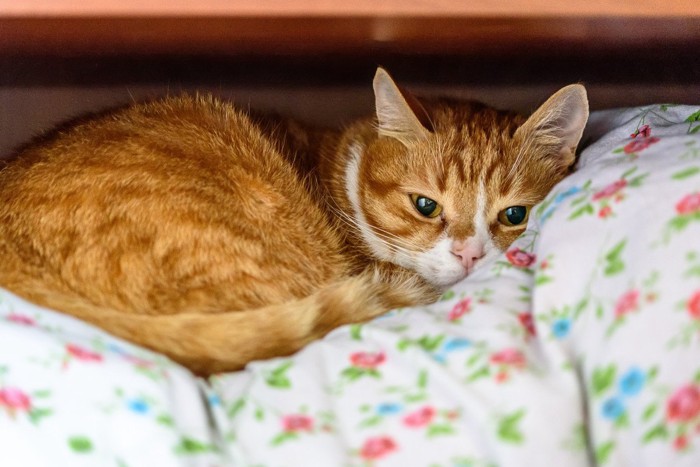 狭い場所でくつろぐ猫