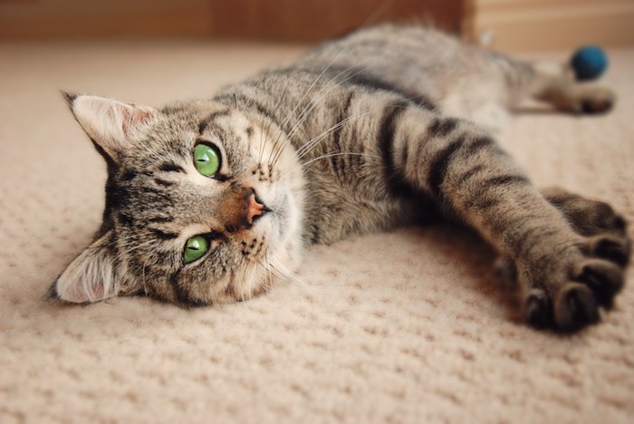 カーペットの上でくつろぐ猫